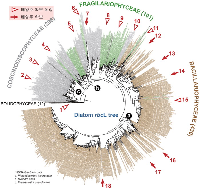 그림 2. 돌말류(diatoms)의 rbcL 계통수와 미토콘드리아 유전체 연구대상 종