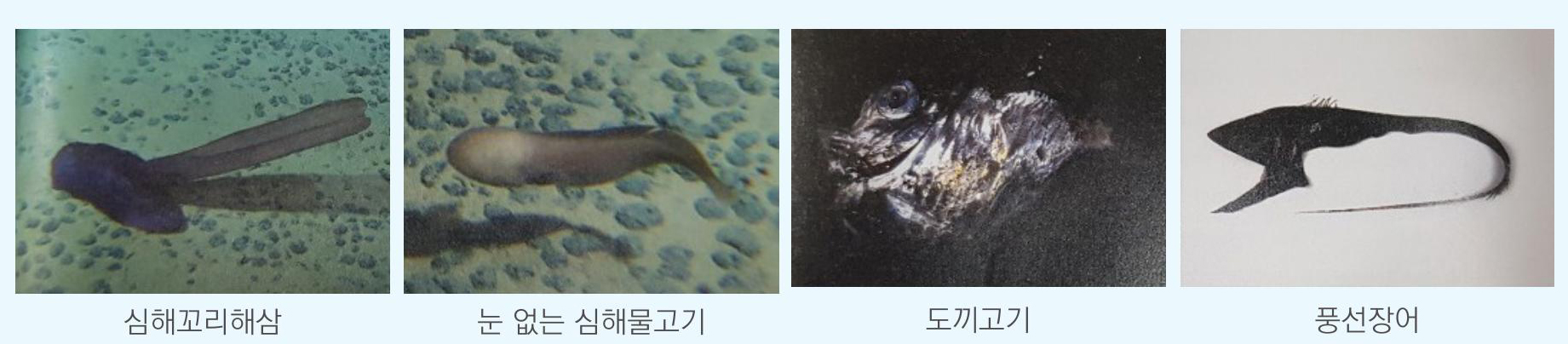 심해꼬리해삼, 눈 없는 심해물고기, 도끼고기, 풍선장어에 대한 이미지